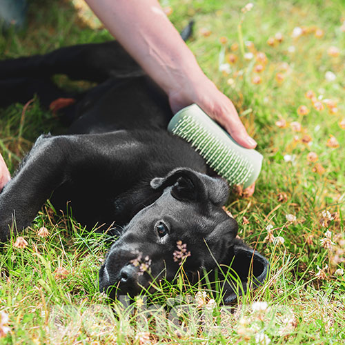 Pet Teezer Puppy Brush Green Щетка для вычесывания щенков, фото 7