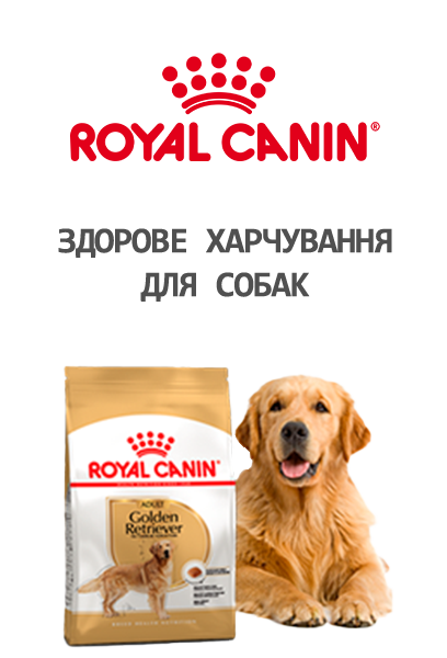 головна собаки (роял)