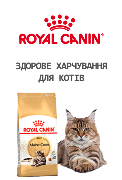 головна коти (роял)