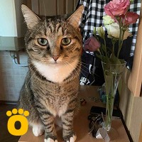https://pethouse.ua/assets/images/pets/ios_4rAMjbpCs1K5xfIZnIOLtnKF_1783265601.jpg