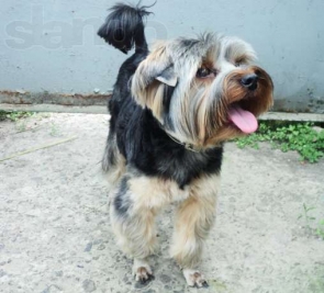 https://pethouse.ua/assets/images/pets/p1376332073-77886935_1_644x461_srochno-nado-razvyazat-yorka-brovary_rev008.jpg