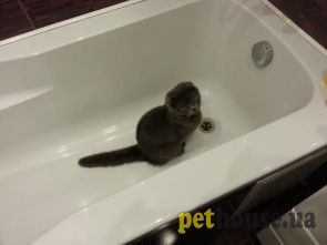 https://pethouse.ua/assets/images/pets/p1449838268-20150821_051455.jpg
