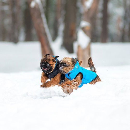 AiryVest Двусторонняя курточка для собак, черно-голубая