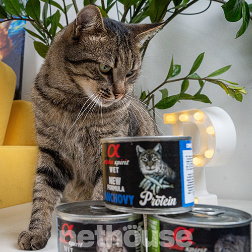 Alpha Spirit Cat Adult Beef with Melon Cans