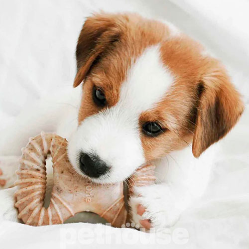 Benebone Puppy Pack Dental Chew & Wishbone Набір жувальних іграшок зі смаком бекону для цуценят