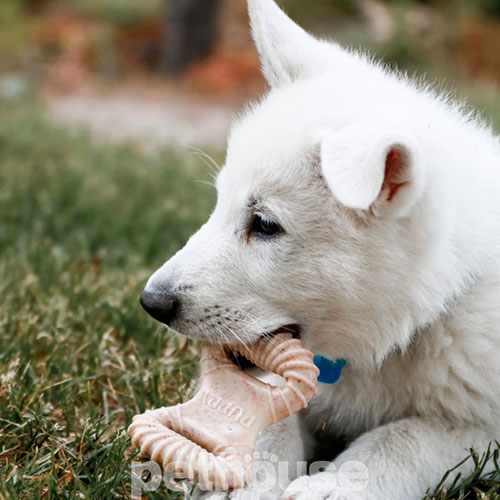 Benebone Puppy Pack Dental Chew & Wishbone Набір жувальних іграшок зі смаком бекону для цуценят
