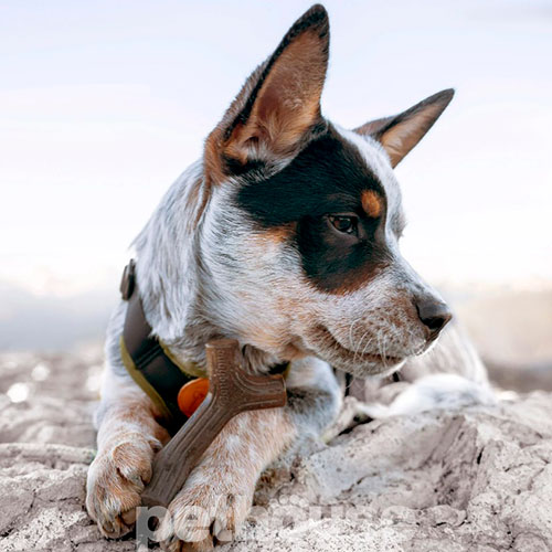 Benebone Puppy Pack Maplestick & Zaggler Набір жувальних іграшок з різними смаками для цуценят