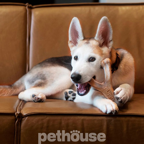 Benebone Puppy Wishbone Bacon Жувальна іграшка зі смаком бекону для цуценят