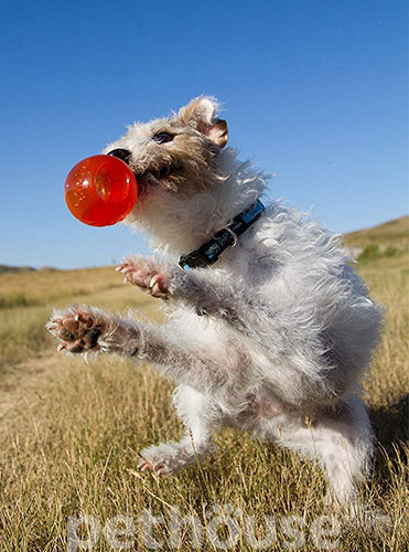 Bionic Ball Мяч для лакомств для собак, средний, фото 5