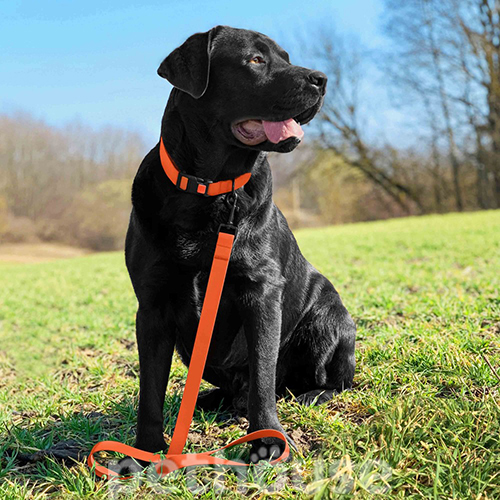 Bronzedog Водоотталкивающий ошейник для собак, оранжевый, фото 5