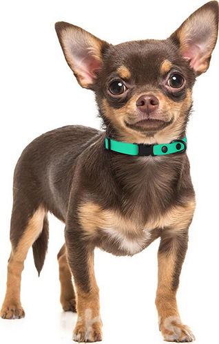 Bronzedog Водовідштовхувальний нашийник для собак мініатюрних порід, салатовий, фото 4