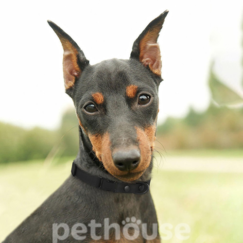 Bronzedog Водовідштовхувальний нашийник для собак мініатюрних порід, чорний, фото 3