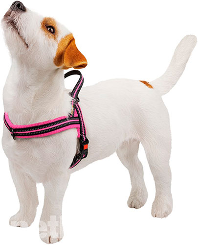 Bronzedog Mesh Скандинавская шлея для собак, розовая, фото 5