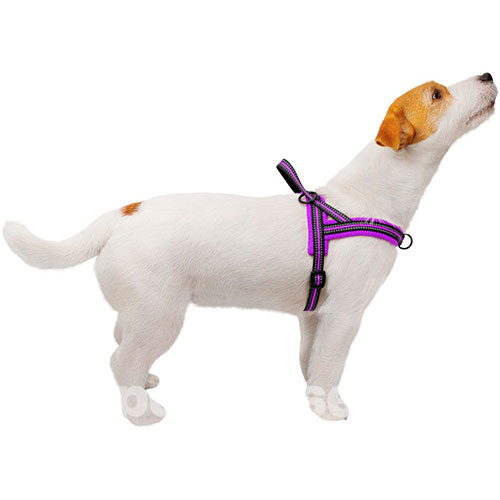 Bronzedog Mesh Скандинавская шлея для собак, фиолетовая, фото 4