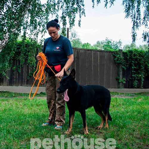 Bronzedog Active Тренировочный поводок для собак, оранжевый, фото 8