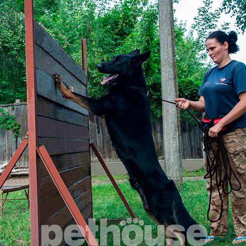 Bronzedog Active Тренировочный поводок для собак, черный, фото 6