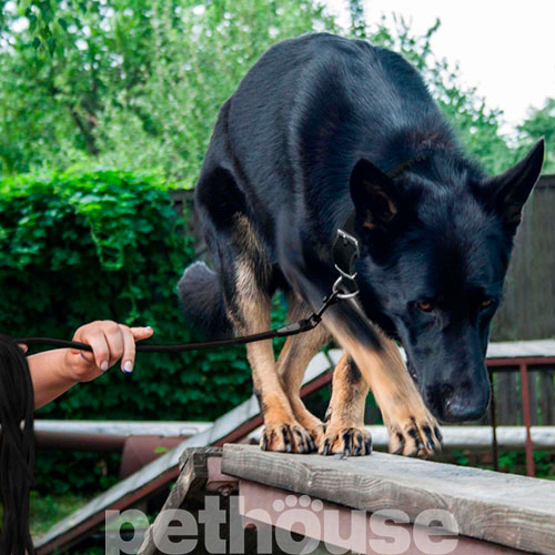 Bronzedog Active Тренировочный поводок для собак, черный, фото 7