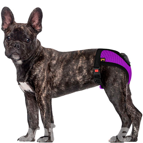 Bronzedog Mesh Трусы гигиенические для собак, фиолетовые, фото 10