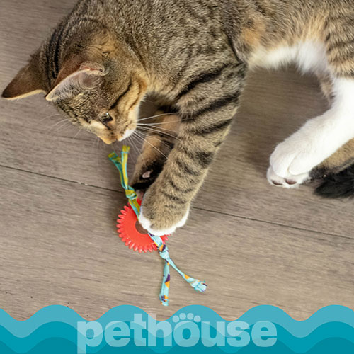 Catstages Kitty Chew Wheel Іграшка-колесо для котів