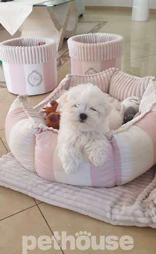 Chloe's Home Monte Carlo Pink Лежак для собак і котів