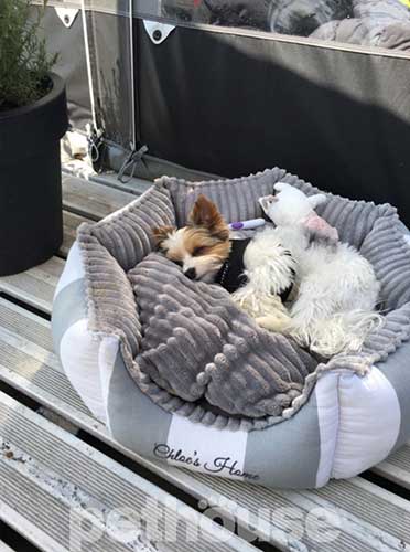 Chloe's Home Monte Carlo Gray Лежак для собак і котів