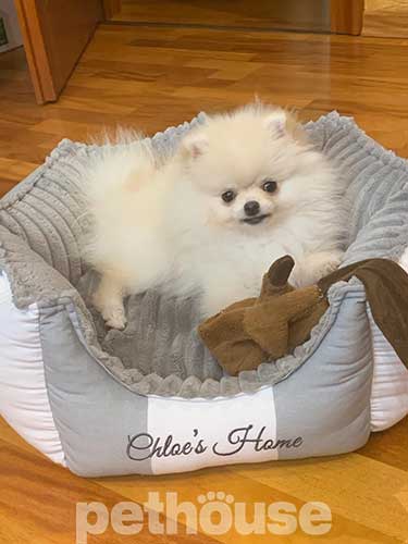 Chloe's Home Monte Carlo Gray Лежак для собак і котів