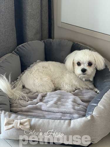 Chloe's Home Bahamas Gray Лежак для собак і котів
