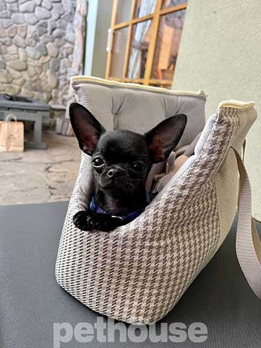 Chloe's Home Berlin Ecru Сумка-переноска для собак и кошек