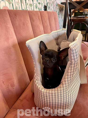 Chloe's Home Berlin Ecru Сумка-переноска для собак и кошек