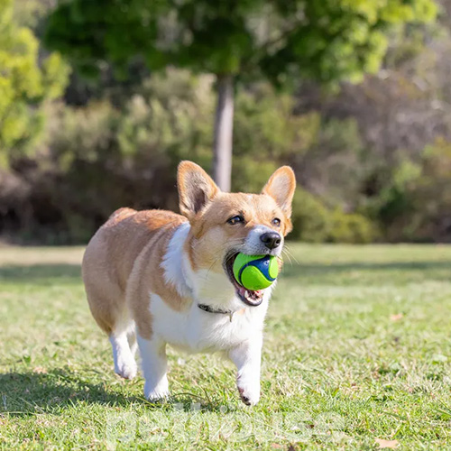 Chuckit! Sniff Fetch Ball Мяч с ароматом арахисовой пасты
