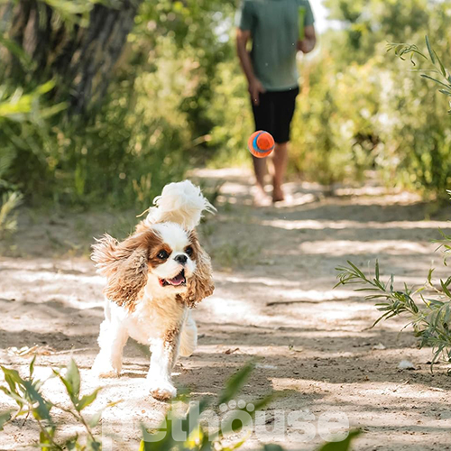 Chuckit! Ultra Ball Small Набор мячей для собак малых пород