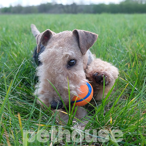 Chuckit! Ultra Ball Medium Набор мячей для собак средних пород