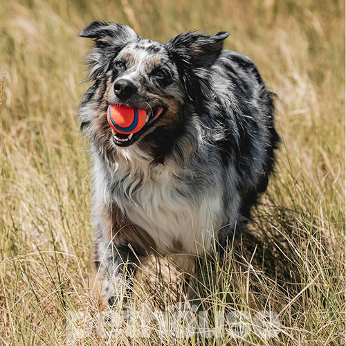 Chuckit! Ultra Ball Medium Мяч для собак средних пород