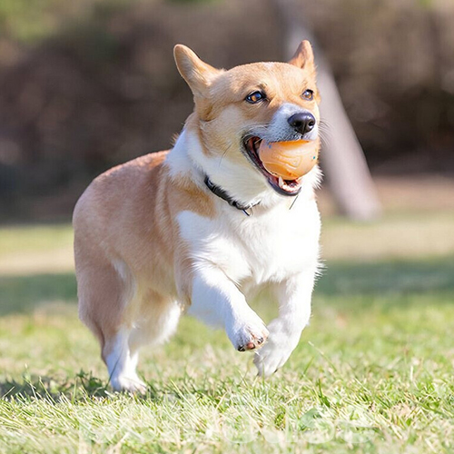 Chuckit! Birthday Fetch Ball Мяч ко Дню Рождения для собак