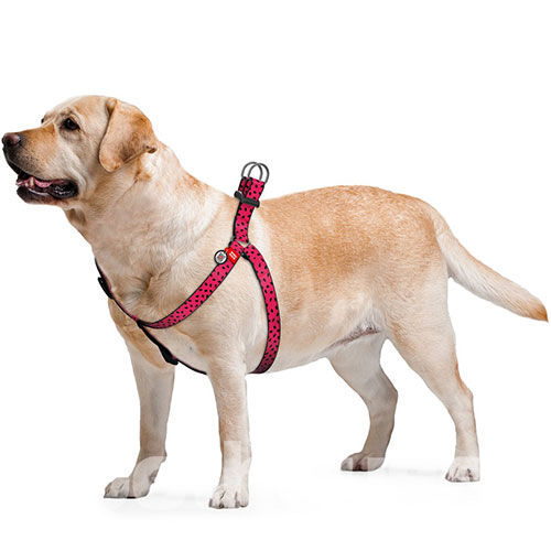 Collar WAUDOG Шлея с принтом “Арбуз” для собак, нейлон, фото 3
