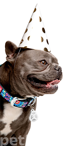 Collar WAUDOG Ультразвуковой отпугиватель блох и клещей для собак и кошек, фото 8