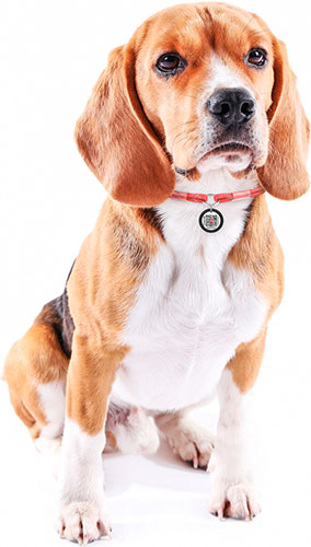 Collar WAUDOG Smart ID Шнурок із паракорду для адресника, світловідбивний, червоний