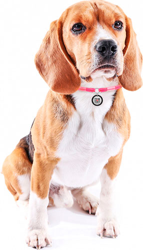 Collar WAUDOG Smart ID Шнурок із паракорду для адресника, світловідбивний, рожевий