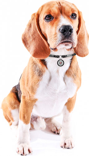 Collar WAUDOG Smart ID Шнурок из паракорда для адресника, светоотражающий, черный