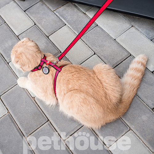 Collar WAUDOG Nylon Шлея "Кавун" з повідцем і QR-паспортом для котів і собак