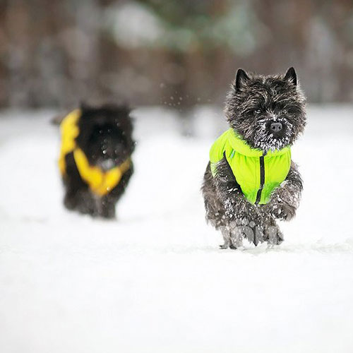 Collar AiryVest Двусторонняя курточка для собак, желто-салатовая, фото 3