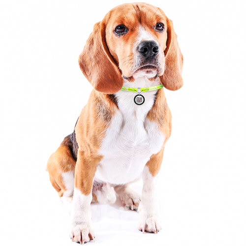 Collar WAUDOG Smart ID Шнурок із паракорду для адресника, світловідбивний, жовтий