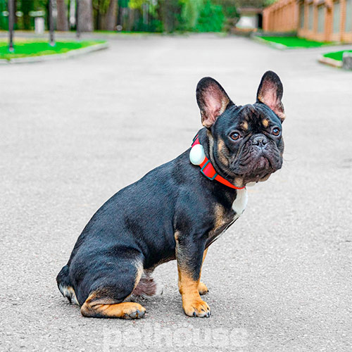 Collar WauDog Silicone AirTag Чохол для трекера-брелка, світлонакопичувальний Collar WauDog Silicone AirTag Чохол для трекера-брелка, світлонакопичувальний