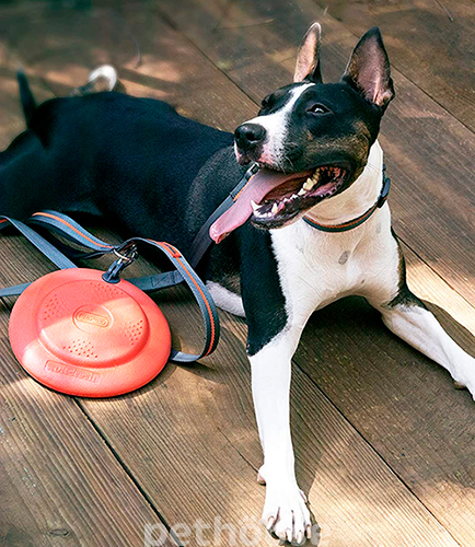 Dexas Off-Leash Frisbee Flyer Летающая тарелка с карабином для собак, фото 5