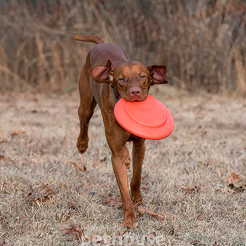 Dexas Off-Leash Frisbee Flyer Летающая тарелка с карабином для собак, фото 6