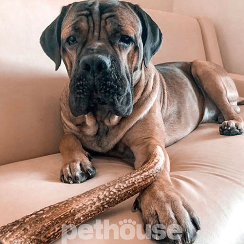 DogsRogs Оленячі роги XL для собак великих порід, середньої твердості