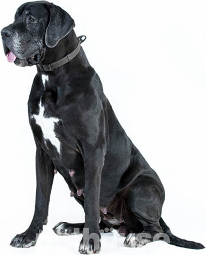 Evolutor Ошейник для собак, черный