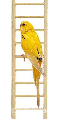 Ferplast Wooden Ladder Лесенка для попугаев