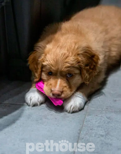Fiboo Fiboone Puppy Игрушка для щенков