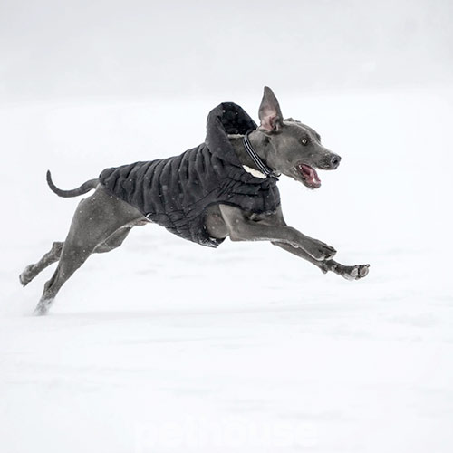 GF Pet Cloud Dog Parka Black Парка для собак, чорна